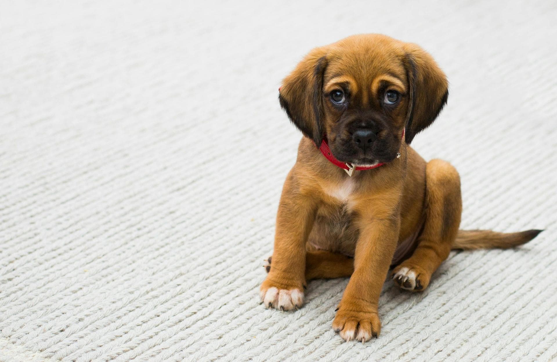 Dog & Cat Vets in Sioux Falls