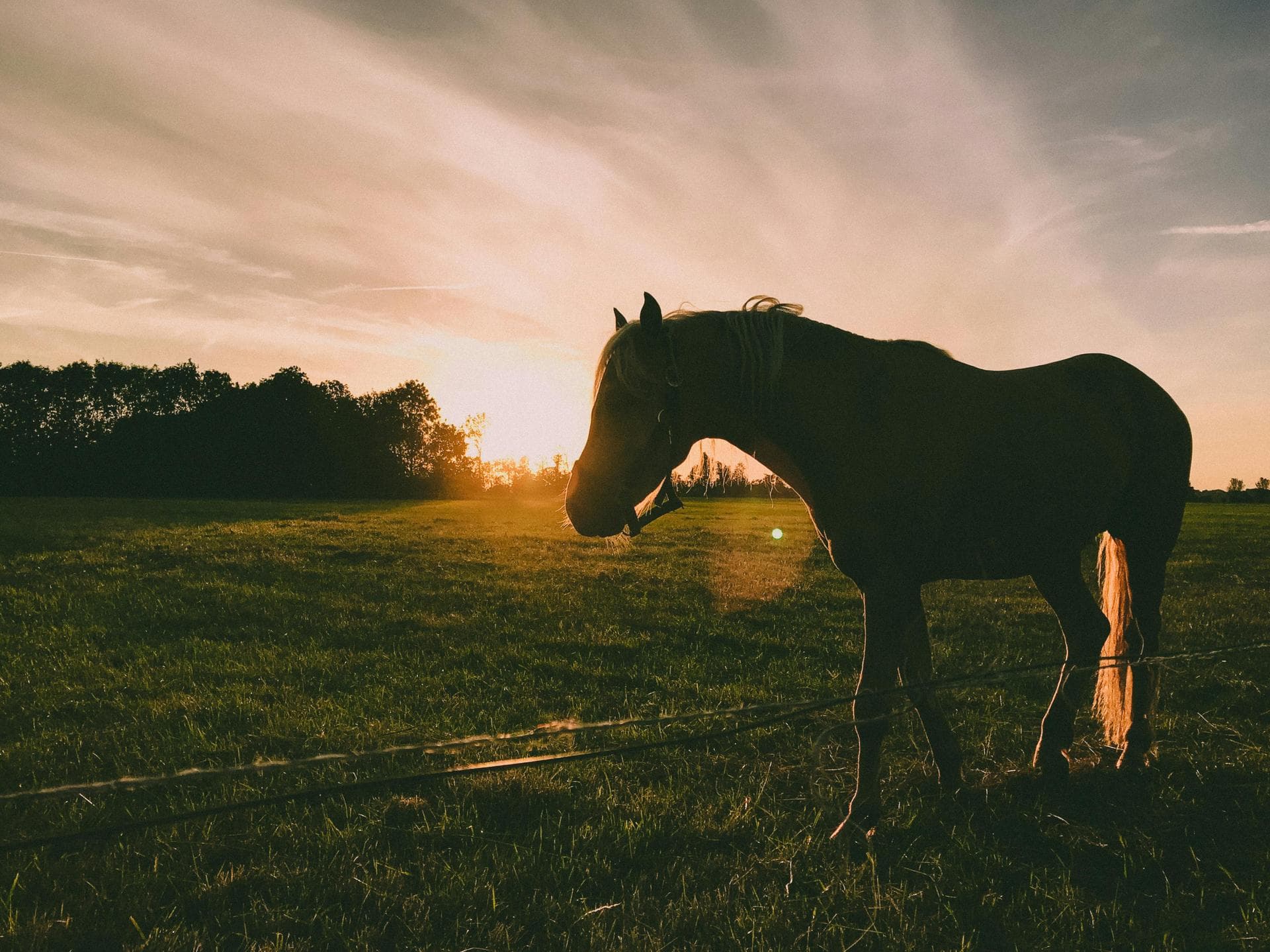 Specialist Vets in Sioux Falls